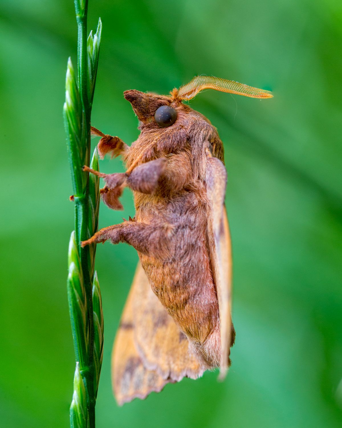 macro-photography-in-bulgaria