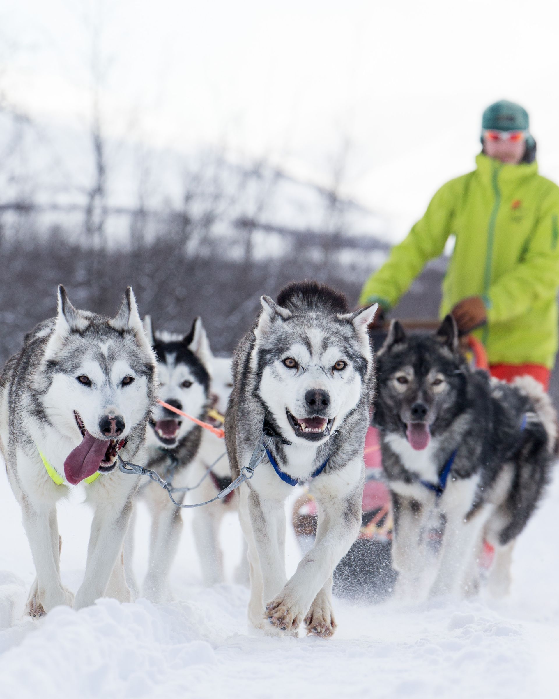 Dog Sledding in Abisko